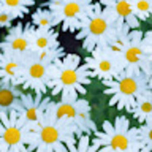 Meet your Posher, Piper